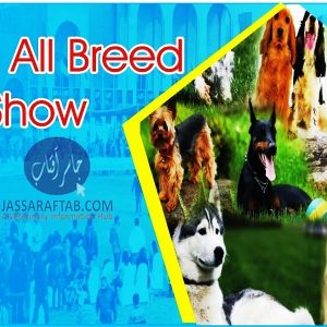 Dawn all breed dog show