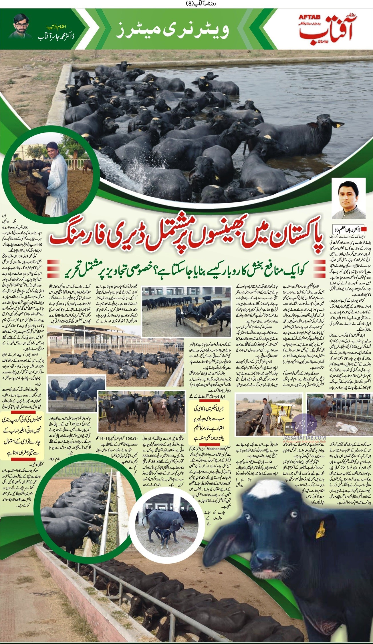 Farming of Buffalo | Successful Buffalo Farming in Pakistan and buffalo farm management