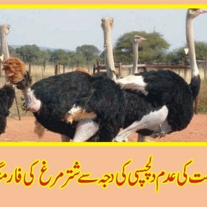 Ostrich Farming in Punjab project closed