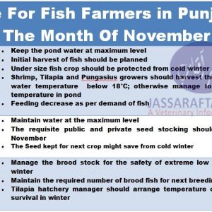 Advice for fish farmers in Punjab