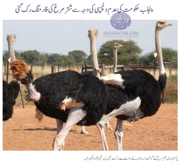 Ostrich Farming