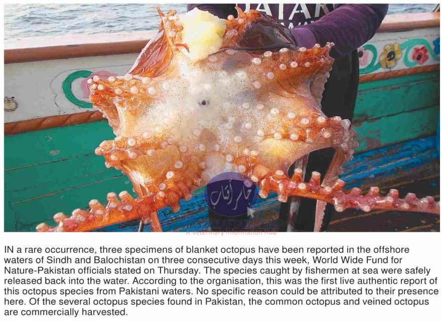 Octopus have been reported in the offshore water of Sindh