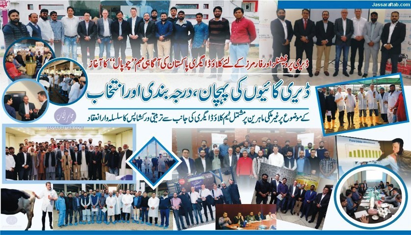 Selection of Dairy Cattle training by. Cloud Agri Pakistan | selection of cows for dairy farm