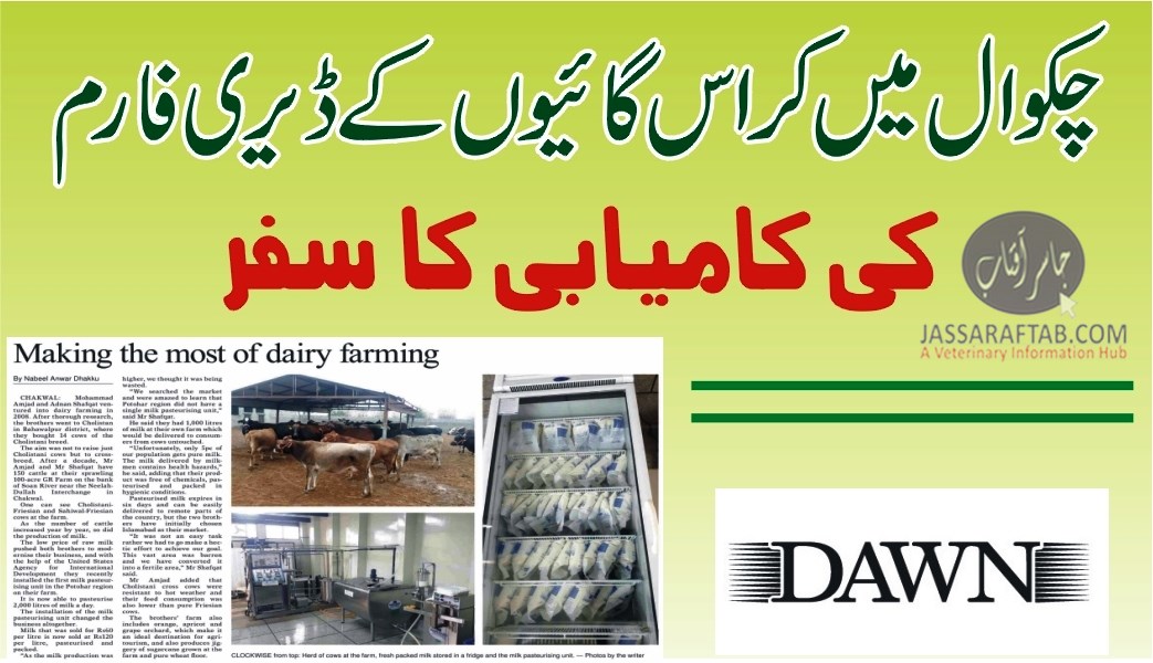 Success story of dairy farm in Chakwal
