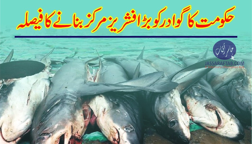 Establishment of Gwadar fisheries processing center to increase sea food exports