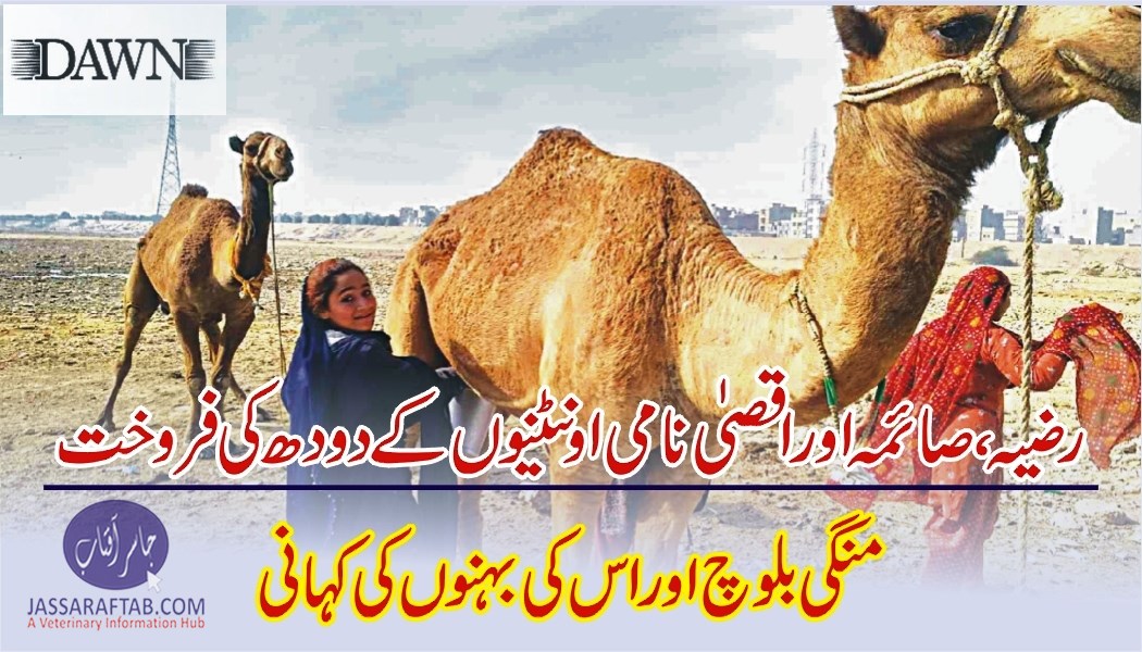 Camel milk sale by Mangi Baloch
