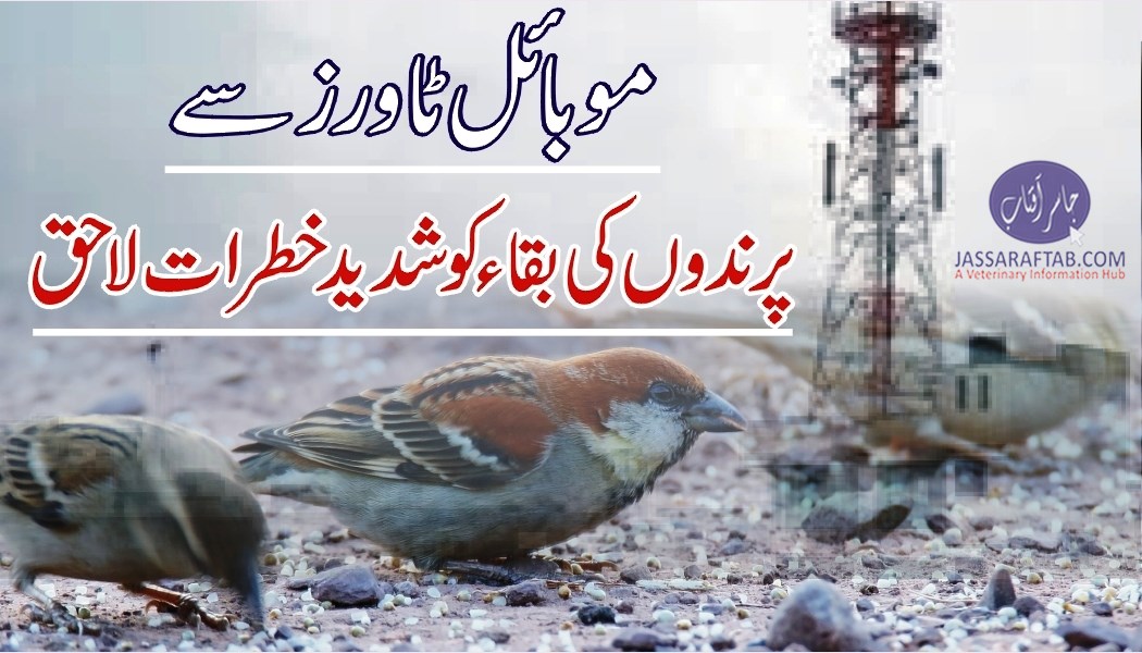 Birds dying because of cell phone towers radiation