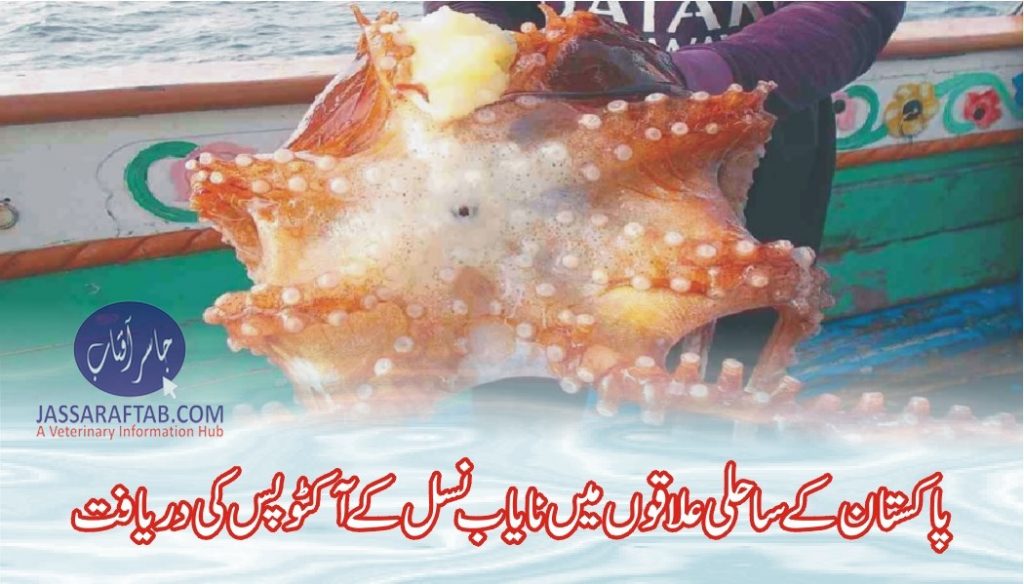 Rare Octopus in Pakistan