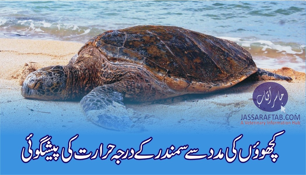 Sea turtles help predict ocean temperature change