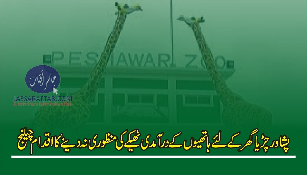 Elephants import for Peshawar zoo