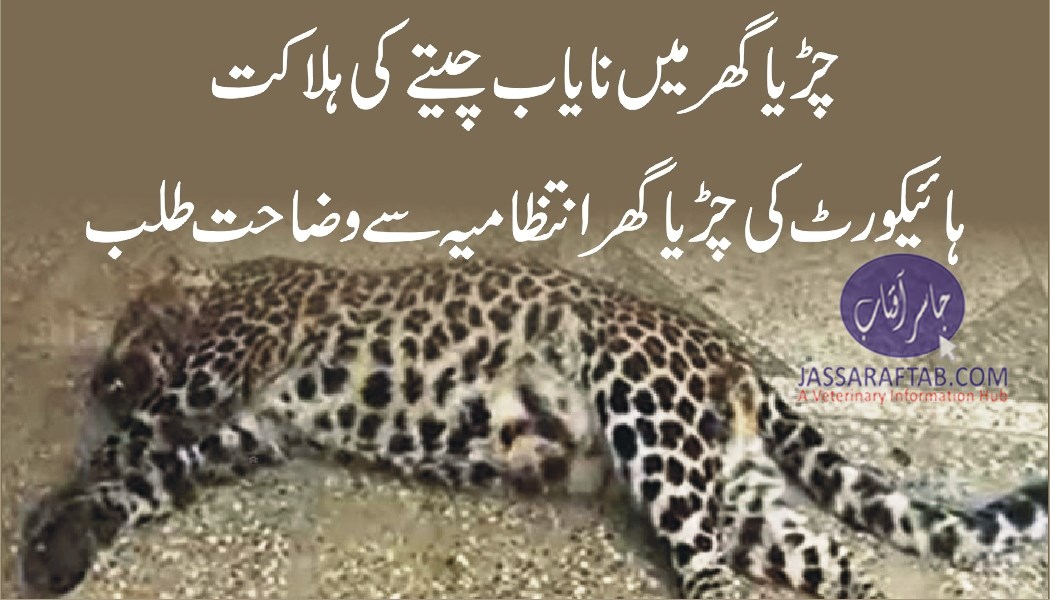 Common leopard death in zoo