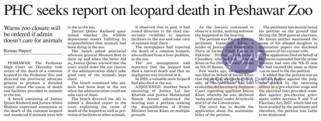 Common leopard death in zoo