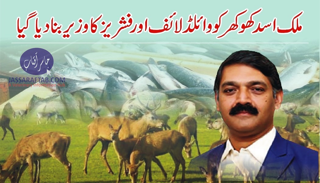 Asad khokhar appoited as minister fisheries and wildlife