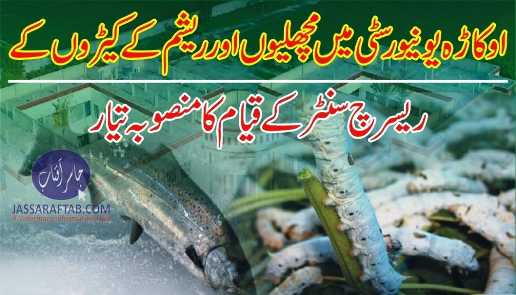 Aquaculture and Sericulture Research Center planned at University of Okara