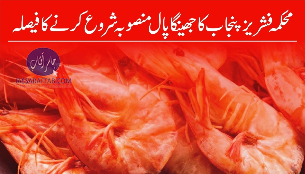 Subsidized shrimp farming project in Punjab