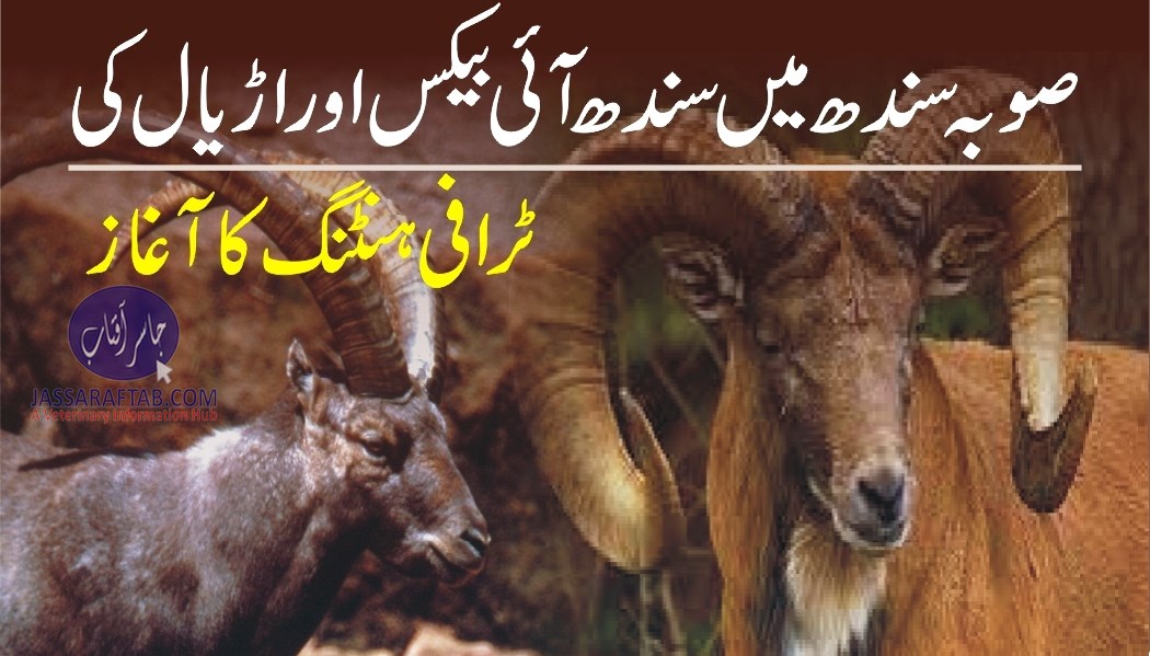 Tropy hunting of IBEX and Urial