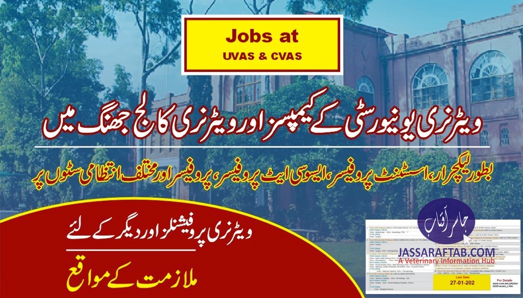 ویٹرنری یونیورسٹی اور ویٹرنری کالج میں ملازمت کے مواقع