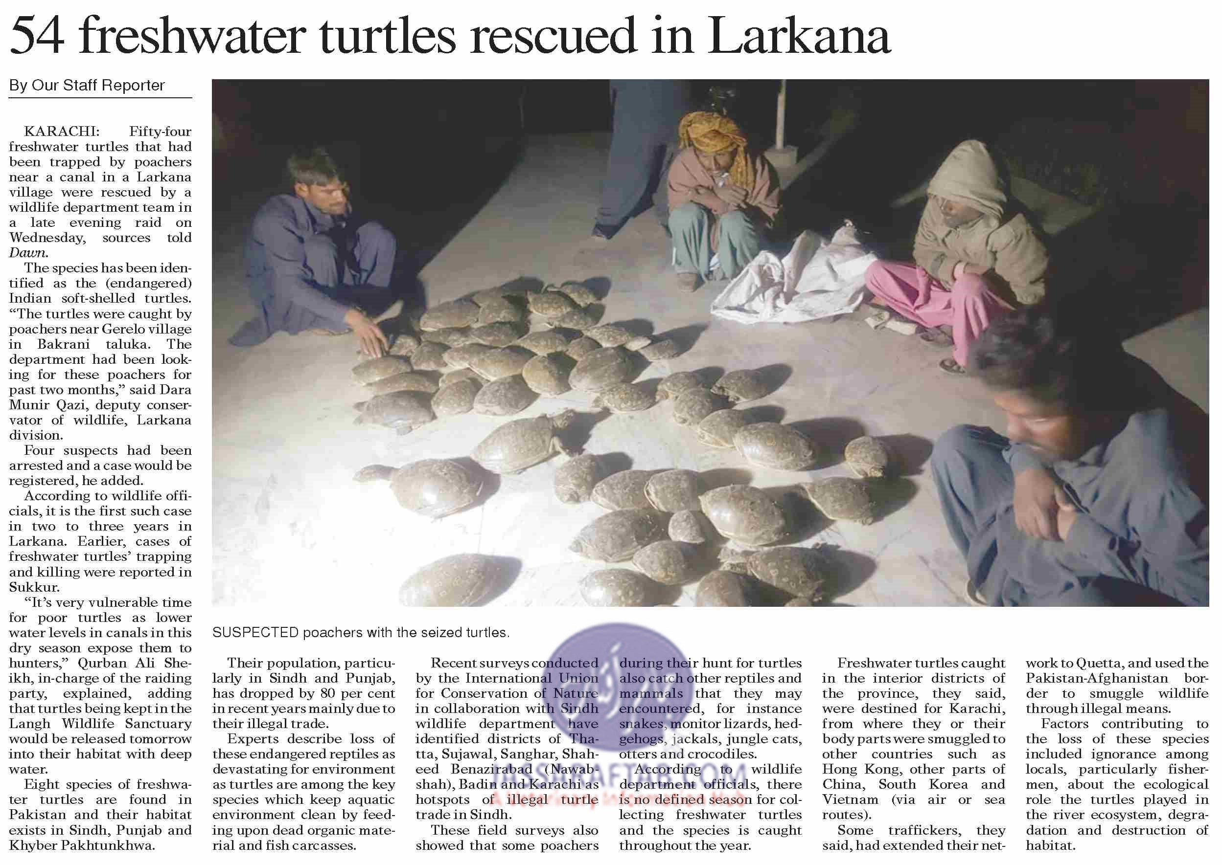 Freshwater turtle rescued in Larkana