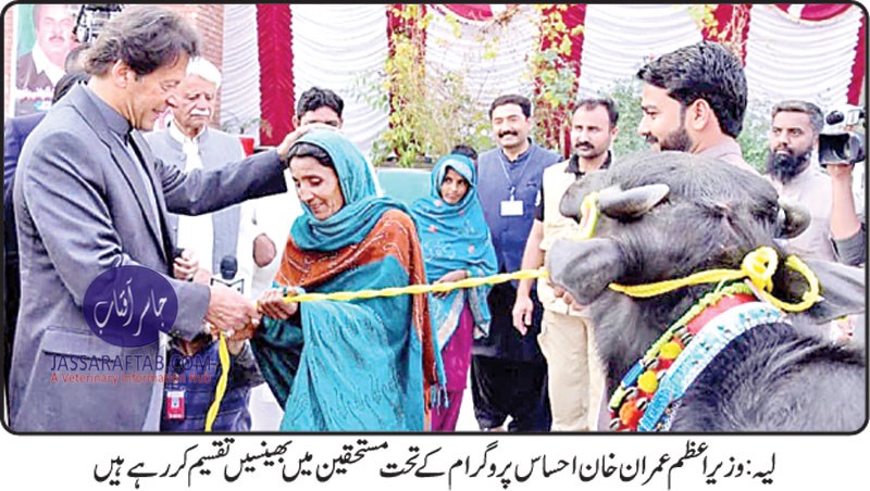 Distribution of animals in Layyah by Imran Khan