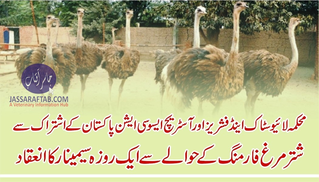 محکمہ لائیوسٹاک اینڈ فشریز اور آسٹریچ ایسوسی ایشن پاکستان کے اشتراک سے شتر مرغ فارمنگ کے حوالے سے سیمینار کا انعقاد