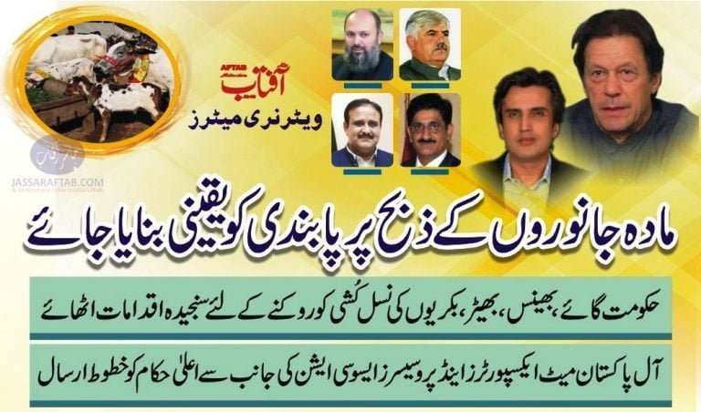 female cow buffalo slaughtering