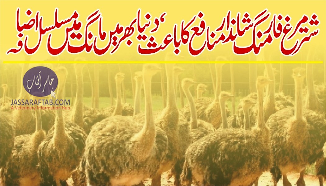 Profitable ostrich farming