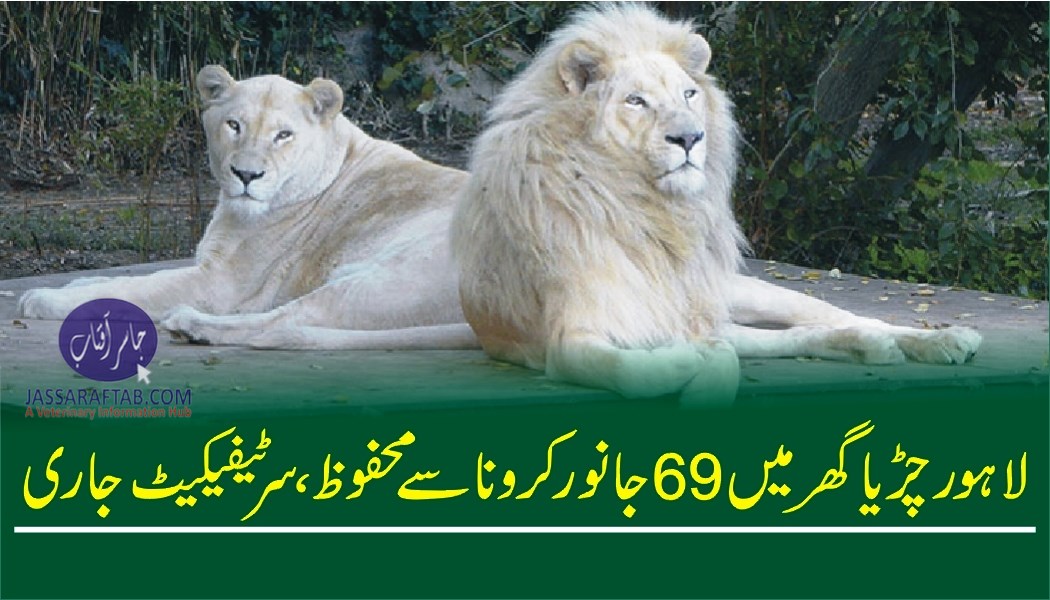 لاہور چڑیا گھر میں 69 جانور کرونا سے محفوظ ،سرٹیفکیٹ جاری