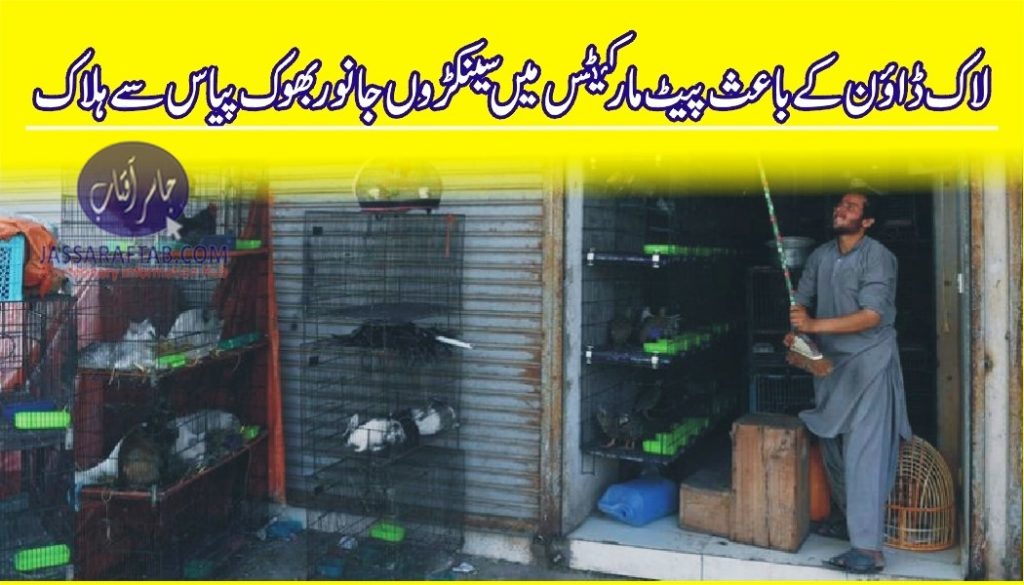 Hundreds of animals died at pet markets due to lock down