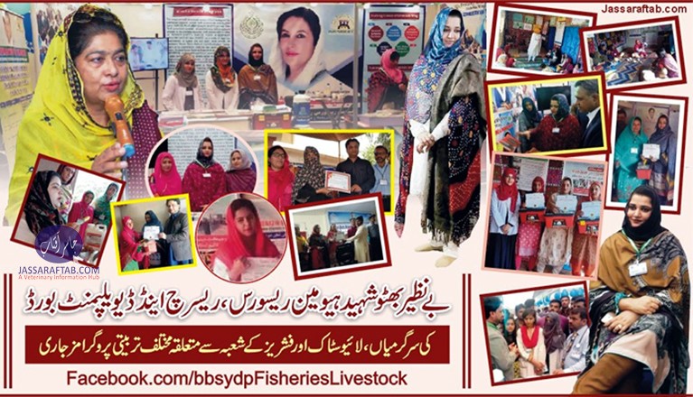 Benazir bhuttor shahid human resource development board 