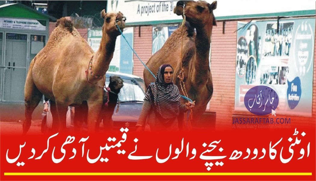 Decrease in camel milk prices