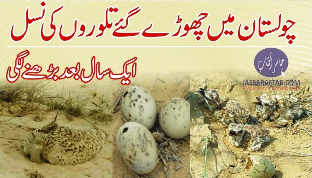 Houbara bustard chicks hatched in Cholistan
