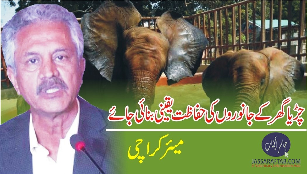 Mayor directed officials to take care of zoo animals