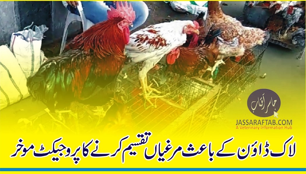 Poultry distribution postponed due to Covid-19 lockdown