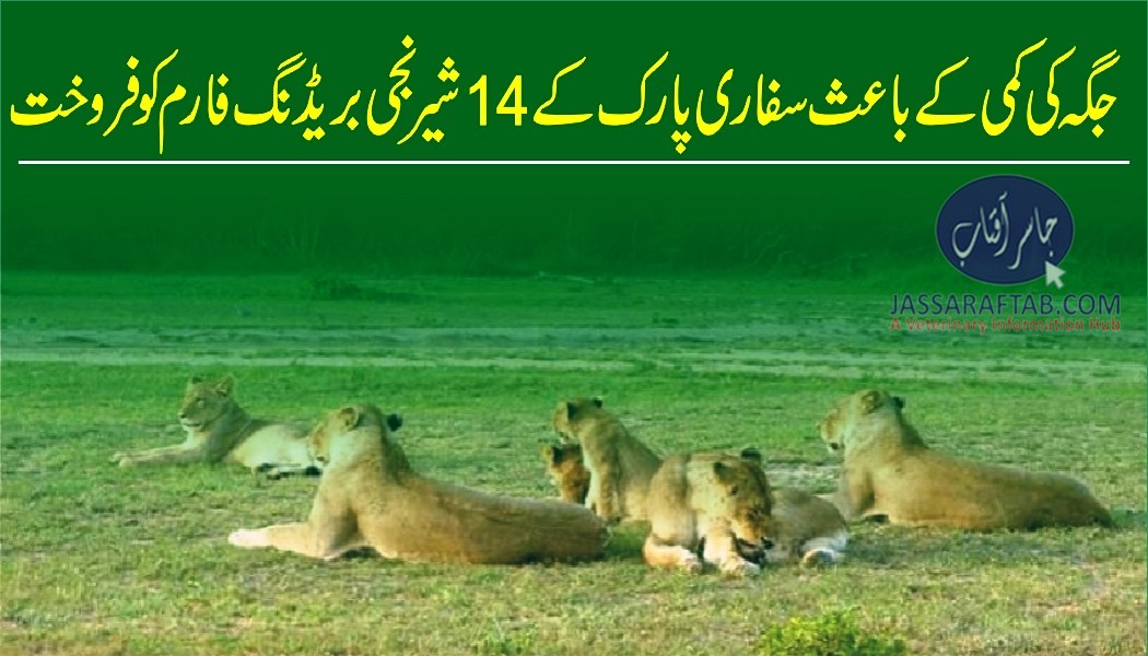 جگہ کی کمی کے باعث سفاری پارک کے شیر نجی شیروں کے بریڈنگ فارم کو فروخت