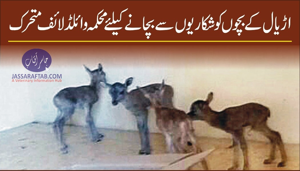 Punjab Urial Lambing Season