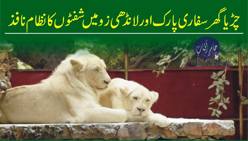 Shift system in Karachi Zoo