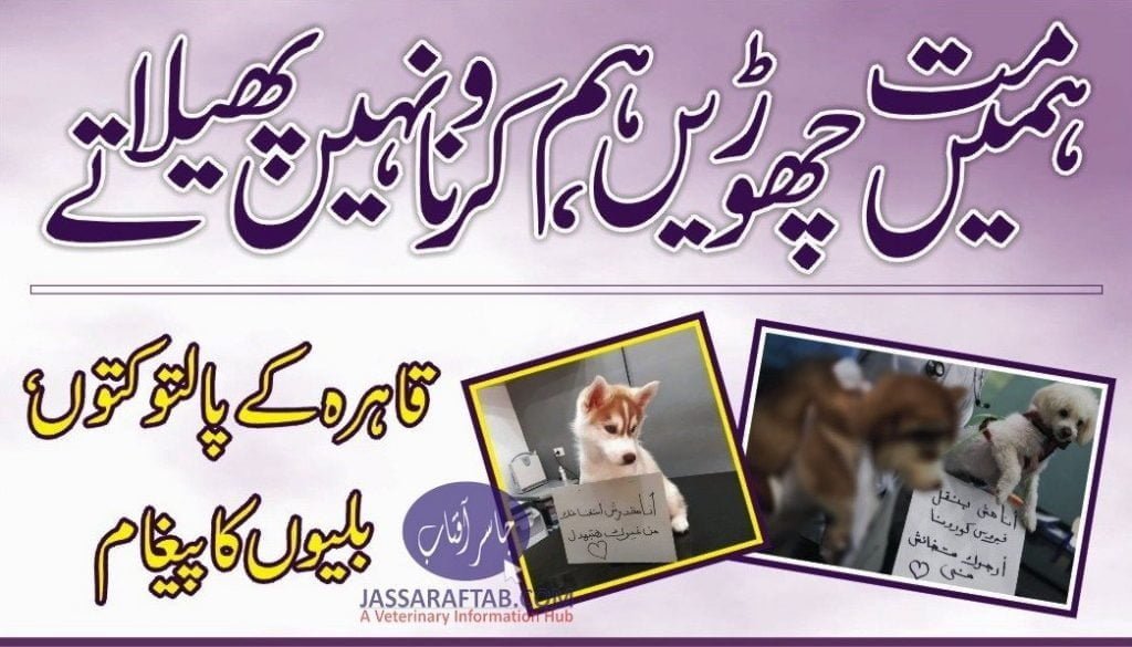 Coronavirus in Dogs and Coronavirus in Cats | Corona in Pets