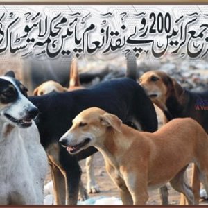Livestock Dept offers cash reward for catching stray dogs