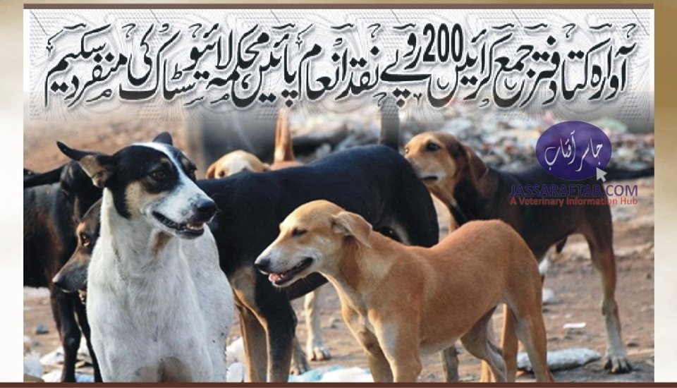 آوارہ کتا دفتر جمع کرائیں،200 روپے نقد انعام پائیں،محکمہ لائیوسٹاک کی منفرد سکیم