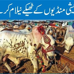 Auction of Cattle markets