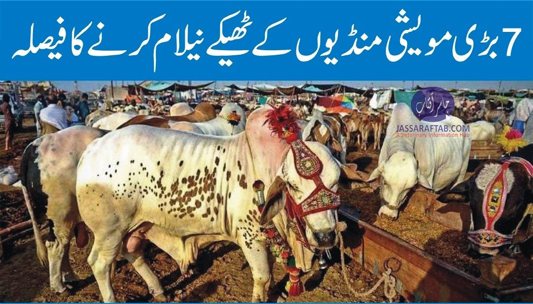 Auction of Cattle markets