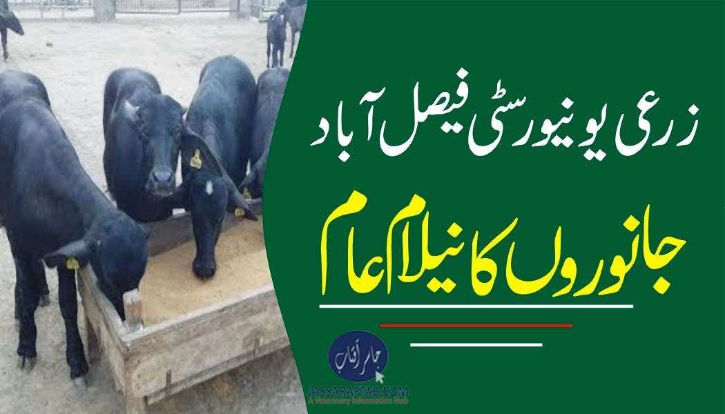 زرعی یونیورسٹی فیصل آباد جانوروں کا نیلام عام