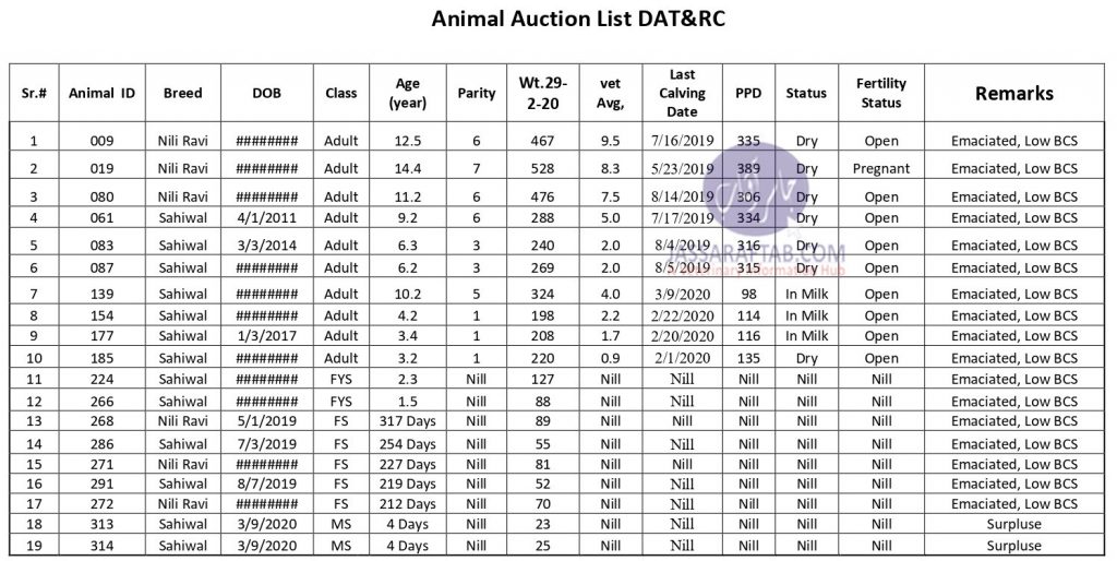Auction of culling animals at UVAS Farms
