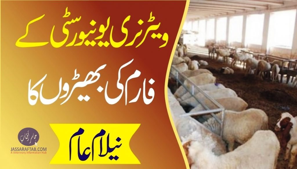Auction of sheep at UVAS Farms