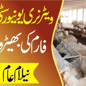 Auction of sheep at UVAS Farms