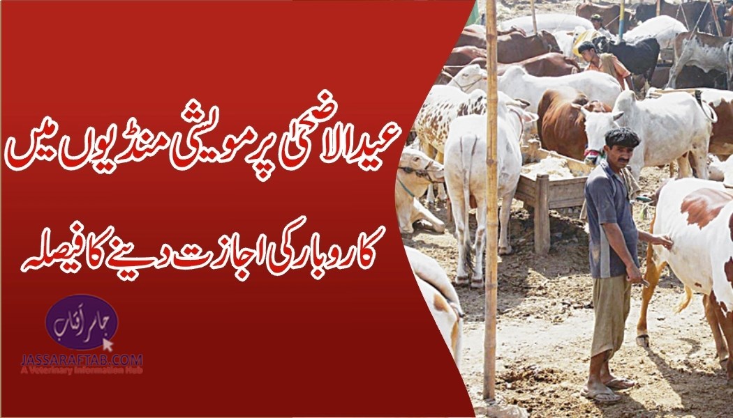 cattle markets under SOPs in Sindh