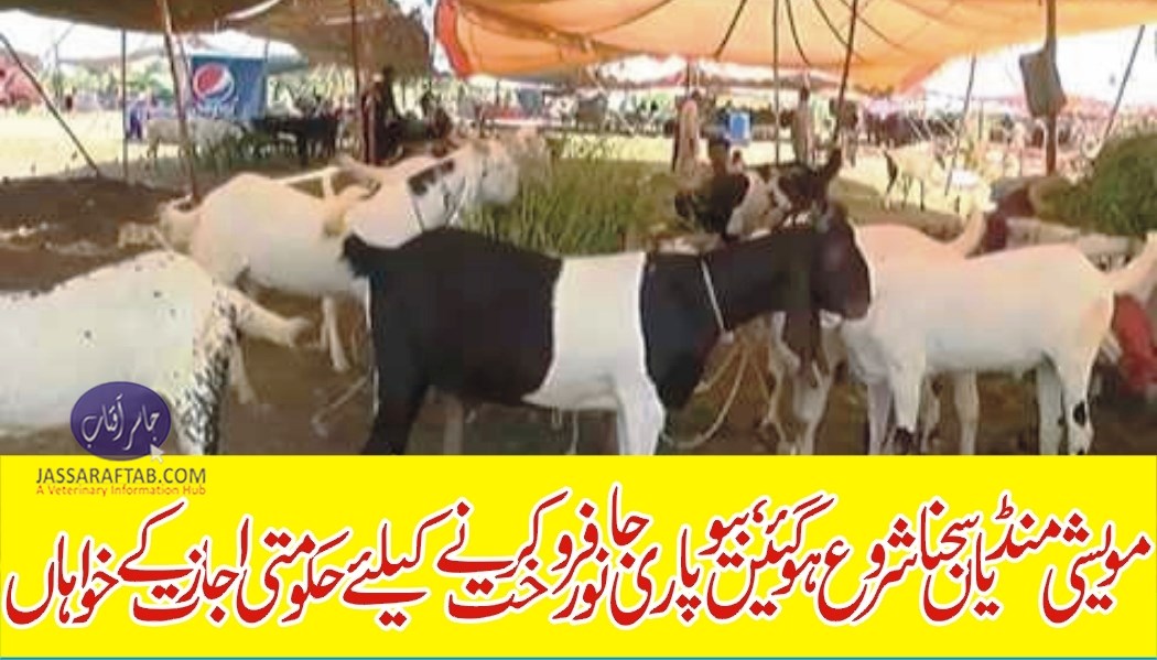 Cattle markets in Faisalabad