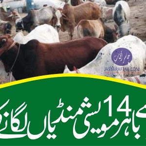 Cattle markets to be setup outside the city