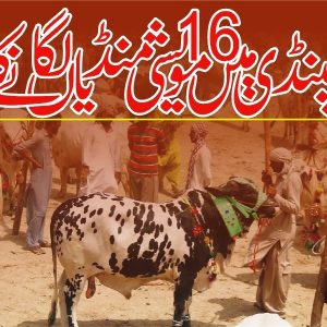 16 cattle markets to be set up in Rawalpindi