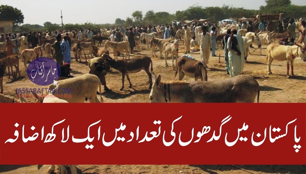 پاکستان میں گدھوں کی تعداد میں ایک لاکھ اضافہ
